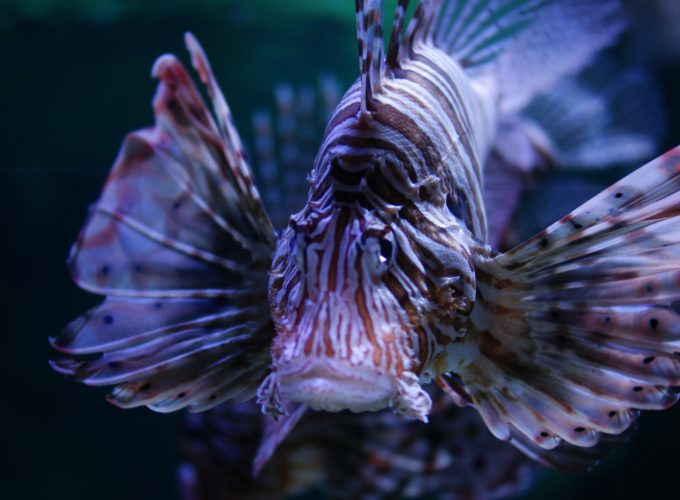 Wallpaper Lionfish, 5k, 4k wallpaper, Budapest, Tropicarium, Oceanarium, aquarium, water, underwater, purple, fish, tourism, diving, World&9542910769
